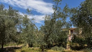 Video Corso sulla potatura dellulivo allevato a vaso policonico [upl. by Alegnatal]