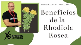 BENEFICIOS Y PROPIEDADES DE LA RHODIOLA ROSEA 💚 Rhodiola Plus Xs [upl. by Babcock496]