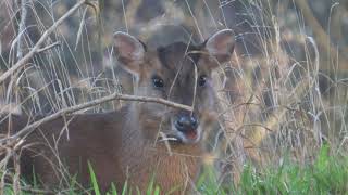 Muntjac Deer  The British Mammal Guide [upl. by Fillbert]