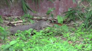 Monitor lizard wants to eat finch birds [upl. by Minardi487]