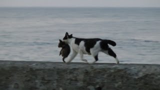 海辺を歩くネコの親子 Seaside kitten and mother cat HD [upl. by Semmes348]