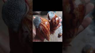 ALL SIZES AND ALL SPECIES OF GIANT AFRICAN LAND SNAILS FOR SALE [upl. by Puglia]