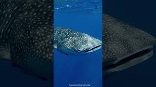 Which Shark Would YOU Swim With shortsvideo shark whalesharks [upl. by Mannes]