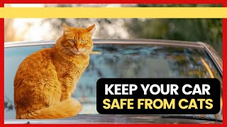 How to Keep Cats Off Your Car Super Easy Proven Methods [upl. by Irdua]