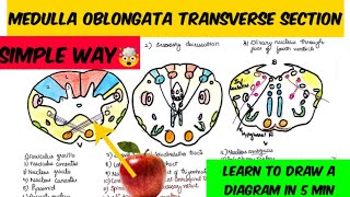 Medulla transverse section way to draw and remember 🤔🤔 Brain stem anatomy [upl. by Kat250]