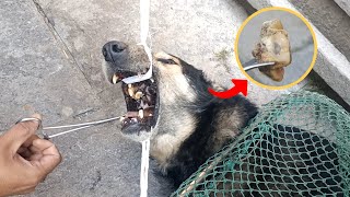 A stray dog with a bone stuck in its mouth is saved by rescuers [upl. by Manchester]