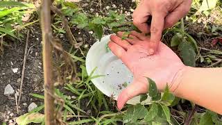 How to harvest Spotted St John’s Wort Hypericum punctatum seeds [upl. by Lyndel]