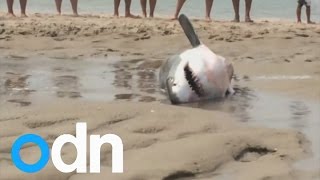 Great White Shark rescued on Massachusetts beach [upl. by Keyser792]