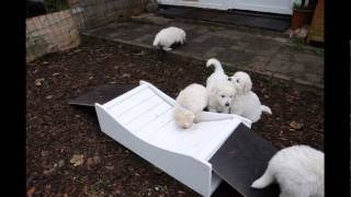 Kuvasz Welpen erkunden die Hängebrücke [upl. by Atikaj]