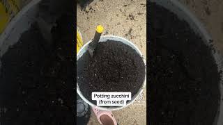 Potting zucchini from seed 🌱 seedlingtrays zucchini garden [upl. by Lacefield639]