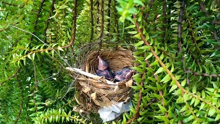 Bulbul Bird Feeding Babies in the Nest 2 – YellowVented Bulbul Nesting Bird Watching Ep36 [upl. by Noid17]