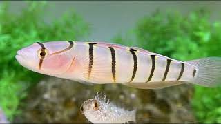 Facts The Serpentine Goby [upl. by Doxia]