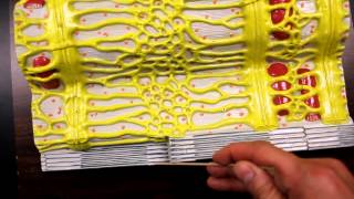 MUSCULAR SYSTEM ANATOMYMuscle fiber with sarcomere model description [upl. by Seidnac]