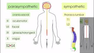 Autonomic nervous system 2 PHL314 Anatomy [upl. by Gannes178]