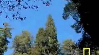 Tallest tree found in Redwood National Park Part 1 [upl. by Shute]