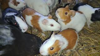 Happy Guinea Pig Squeak Guinea pig wheeking and Guineapig Noises Compilation [upl. by Attenauq713]