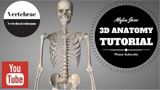 Anatomy of Vertebral column 3D Tutorial  Cervical Thoracic Lumbar and Sacral Regions [upl. by Belloir]