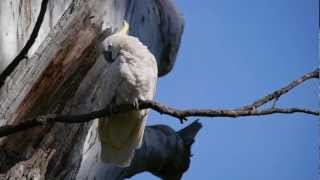 Sulphurcrested Cockatoo Cacatua galerita  Gelbhaubenkakadu 3 [upl. by Ludeman]