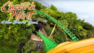 Cheetah Hunt Busch Gardens [upl. by Darwen]