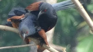 Greater Coucal Mating [upl. by Ykciv]