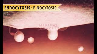 Endocytosis  Phagocytosis  Pinocytosis  Exocytosis [upl. by Aneleairam]