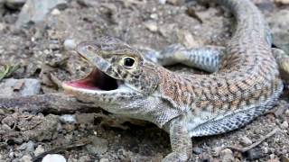 Schreibers fringefingered lizard  Acanthodactylus schreiberi  Ακανθοδάκτυλος  Cyprus [upl. by Ginsburg175]