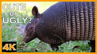 NineBanded Armadillo Searching For Food [upl. by Devlin]