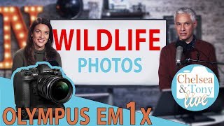 Olympus EM1X rumors WILDLIFE Photo review Chit Chat TC LIVE [upl. by Eelatsyrc]