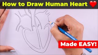 How to Draw Human Heart Easily [upl. by Nnayelhsa]