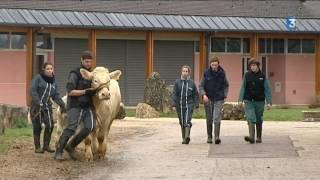 Des lycéens préparent leurs vaches pour le Salon de l’agriculture 2017 [upl. by Mcclenaghan]