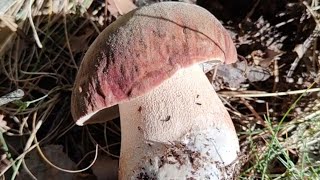 🍄 Boletus Compilation [upl. by Ettelrahc]