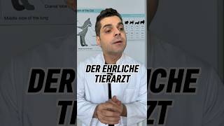 Der ehrliche Tierarzt 😂 comedy lustig humor tierarzt hund katze tiere [upl. by Harden]