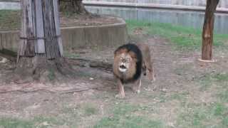 Lion Roars and Kids Roar Back at DC National Zoo 1080p HD [upl. by Skoorb]