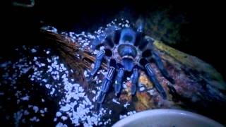 Aphonopelma seemanni blue form [upl. by Juditha778]