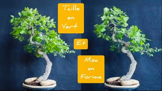 TAILLE en VERT et MISE EN FORME CHÊNE BONSAI YAMADORI QUERCUS ROBUR 🌳 [upl. by Sinegra185]