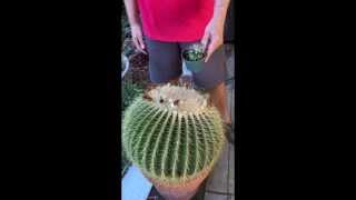 Repotting a Giant Golden Barrel Cactus [upl. by Lancelle]