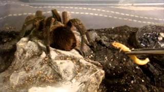 Tarantula Feeding Video 116  Its a Good oneTrust me LOL [upl. by Petua]