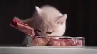 Kitten eating a steak but with Monsoons theme [upl. by Turmel]