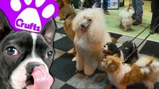 Crufts Funniest Dogs [upl. by Atikir]