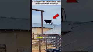 Fazenda maluca  Tccontos shorts animais animaisfofos animaisselvagem pets curiosidades [upl. by Keene]