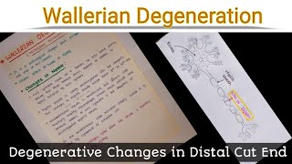 Wallerian Degeneration [upl. by Iorgos397]