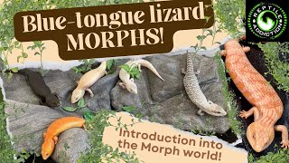 Bluetongue lizard Morphs – A basic introduction [upl. by Gleason]