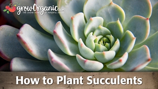 How to Plant Succulents [upl. by Trilley]