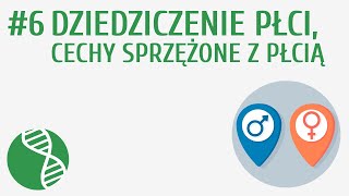 Dziedziczenie płci cechy sprzężone z płcią 6  Genetyka [upl. by Towers]