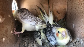 COCKATIEL BIRD BREEDING PROGRESS  bird setup ki update or new bird bhi add kiye [upl. by Enaenaj415]