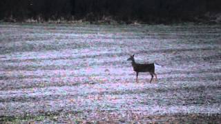 Southern Michigan last doe season 2015 with the TC G2 357 Maximum [upl. by Nazay]