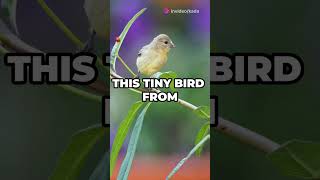 Rare birds in the world 🌎 billionaire fypシ゚viral facts kada rare birds birdslover m21 viral [upl. by Ylrehc]