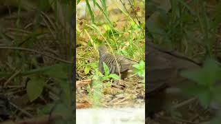 A pair of turtle doves crawling in the grass turtledove wilddoves wildlife [upl. by Aicissej]