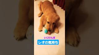 レオの気持ち😭ゴールデンレトリバー可愛い癒し宝物ゴルパピ子犬日常成長記録パピーレオ仔犬３ヶ月面白笑食事おいてけぼりいじけむし [upl. by Ijneb]