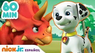 Paw Patrol Patrulla de cachorros  60 MIN del nuevo Paw Patrol  Nickelodeon [upl. by Vaenfila110]